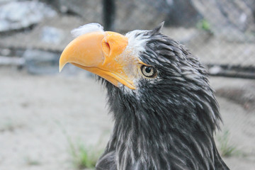 large portrait of a proud eagle with a large yellow beak