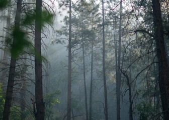 forest in fog