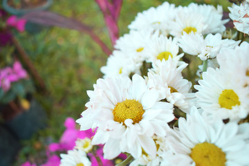 Flowers in the garden at Thailand