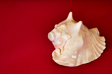 Prehispanic instrument of Mexico, Caracol Azteca