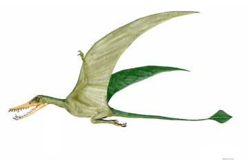 Obraz premium ランフォリンクス ジュラ紀後期のヨーロッパ、アフリカに広く分布。初期の小型翼竜。長い尾は尾椎骨が40個とを数え、胴体の長さの2倍はあった。40センチから1.7メートルを超える翼開長の個体まで様々な成長過程の化石が発見されている。