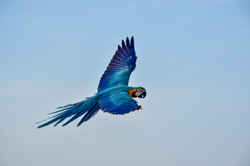 blue and yellow macaw