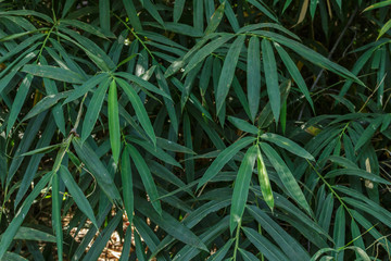 leaf bamboo garden background.