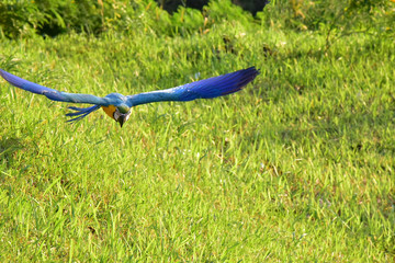 macaw flying.