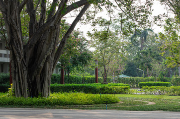 Obraz premium Big tree in the park