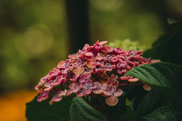 Vintage Flowers in Brisbane Queensland Australia