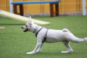 Happy puppies in a private playground