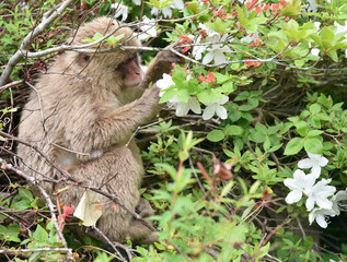 Obraz premium ニホンザル