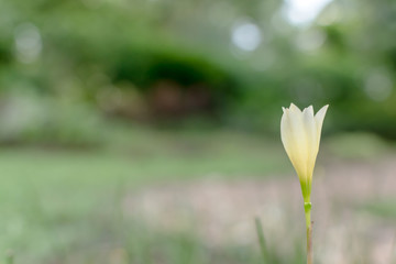 Close up of minimal white and yellow flower is grown and blooming in meadow during spring season with natural bokeh green blurred background and copy space ,Selective focus.