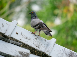 pigeon on the roof and green background.