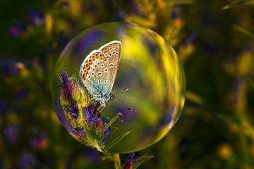 Nature,