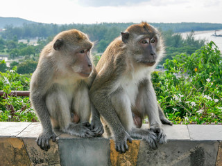 Monkey sitting on the wall. 