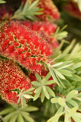 Bottle brush plant grows with bright red brush-like flowers.