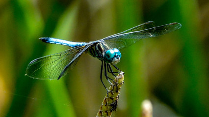 dragonfly on green leaf