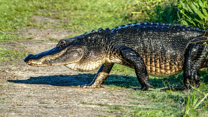 Gator walking