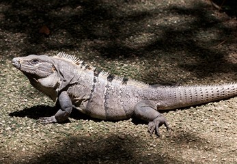 Iguana