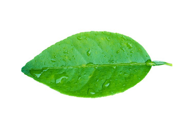 lemon green leaf with water drops isolated on white background