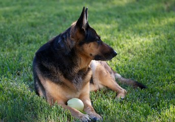 German Shepard
