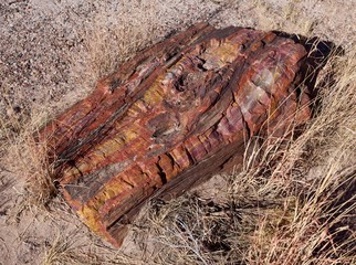 Petrified Wood