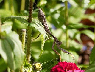 Praying Mantis