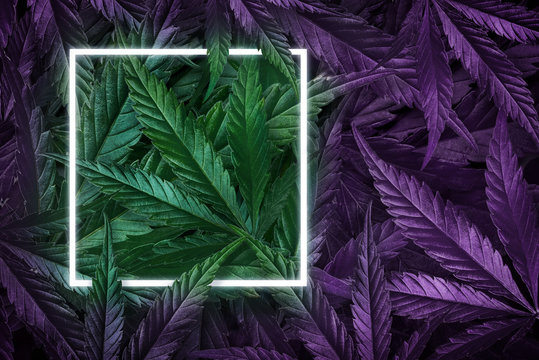 Creative background of hemp leaves, marijuana, neon frame. Cannabis cultivation concept with led lamps. Flat Lay