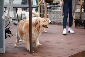 Happy puppies in a private playground