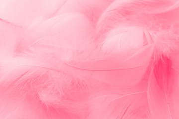 Fototapeta na wymiar Beautiful abstract colorful white and pink feathers on white background and soft white red feather texture on pink pattern, pink background