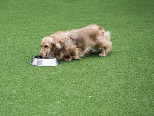 Happy puppies in a private playground