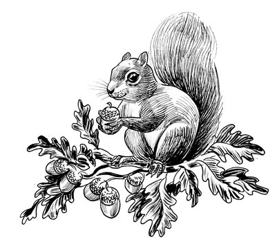 Cute squirrel eating acorn. Ink black and white drawing