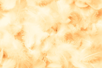 Beautiful abstract colorful yellow white and brown feathers on white background and soft white orange feather texture on white pattern
