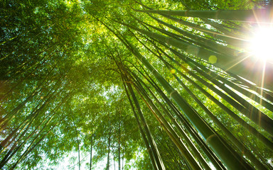 Plakat bamboo forest background