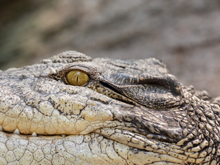 Fototapeta premium Close up Head of Crocodile was Sunbathing Isolated on Background