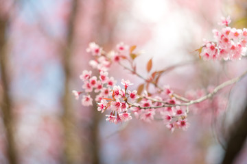 Wild Himalayan Cherry blossom 