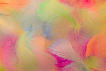 Beautiful abstract purple and blue feathers on white background and soft white pink feather texture on colorful pattern, colorful background