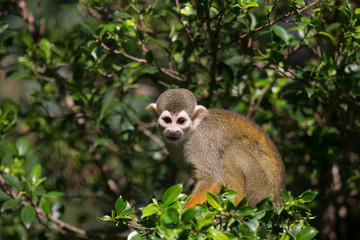 monkey