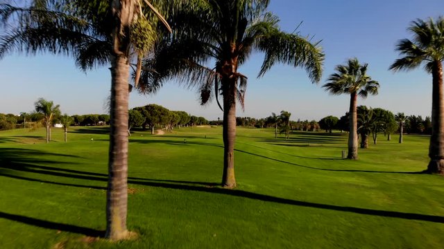 Fast forward moving camera through Tree Palms