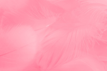 Fototapeta na wymiar Beautiful abstract colorful white and pink feathers on white background and soft white red feather texture on pink pattern, pink background