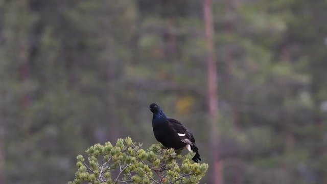 Black grouse on the top of the tree.  (Tetrao tetrix), blackgame (Lyrurus tetrix). Sunrise . Early morning. Autumn Forest.
