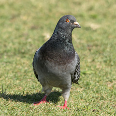 grey pigeon on green grass