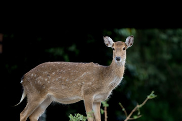deer in the forest