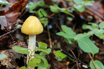 Young Mushroom in Leaves