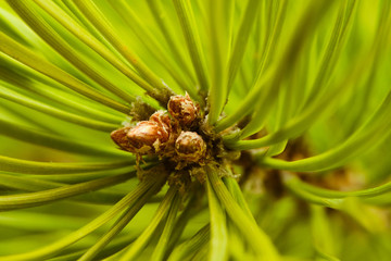 Close-up view on pine buds among green needles. Selective focus. Macro.