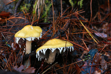 Yellow Mushrooms on Forest Floor