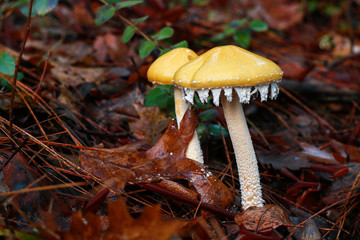 Yellow Mushrooms in Composting Leaves