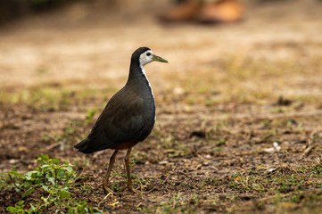 White breasted waterhen or Amaurornis phoenicurus at keoladeo national park or bird sanctuary, bharatpur, rajasthan, india