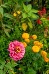 ピンクの花の後ろにオレンジの花