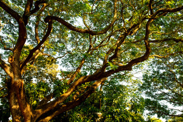 trees in the park