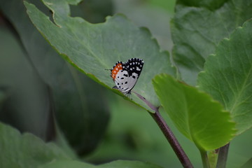 butterfly