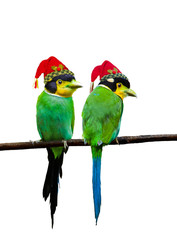 Long-tailed Broadbill bird wearing a Santa Claus hat on white background.