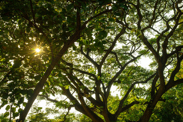 Obraz premium sun shining through tree branches in the park